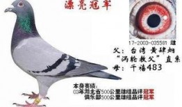 武汉鸽子最新爆料消息,揭秘城市生活新动态